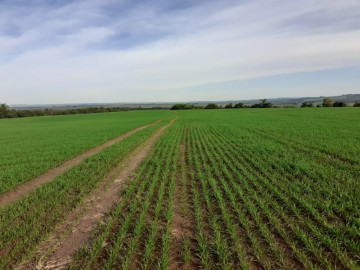 Rural - Venda - Centro - Santa Margarida do Sul - RS