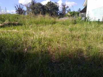 Terreno - Venda - Bomfim - São Gabriel - RS